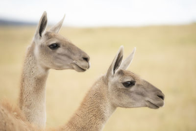 Close-up of a pair of llamas