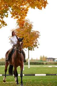 Horses on field