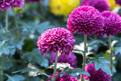 Close-up of pink flowering plant in park