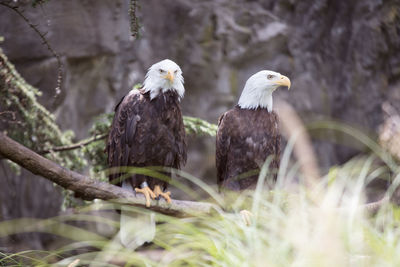 Birds perching on a plant