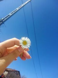 Close-up of hand holding white flowering plant against sky