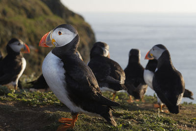 Puffins perching on field against sea