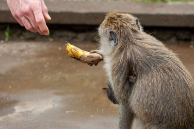 Close-up of hand feeding