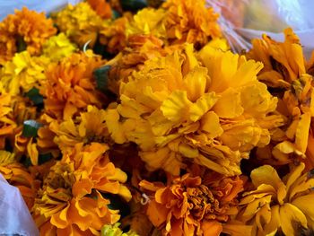 Close-up of yellow flowers blooming outdoors