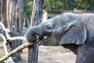 Close-up of elephant in water