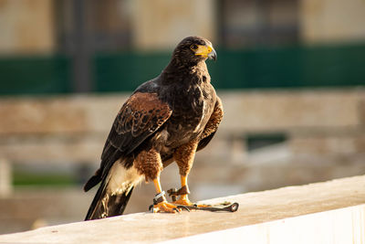 Close-up of bird perching on railing