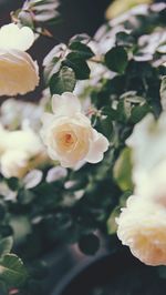 Close-up of white roses blooming outdoors