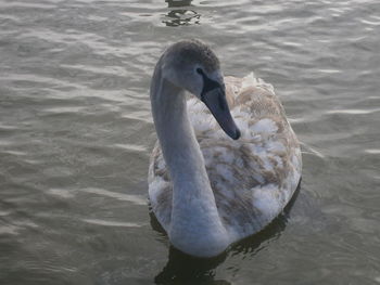 Birds in calm water