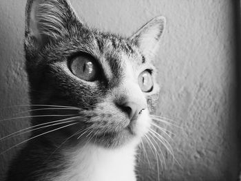 Close-up portrait of cat