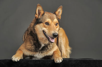 Close-up of dog looking away