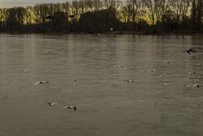 Bird flying over calm lake