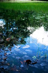 Reflection of trees in pond