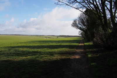 Scenic view of field against sky