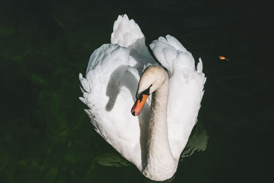 Swan swimming in lake