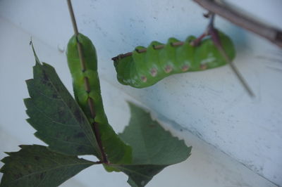 Close-up of plant