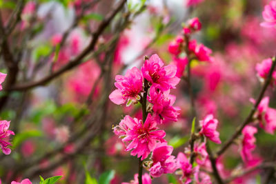 Close-up of pink flowers