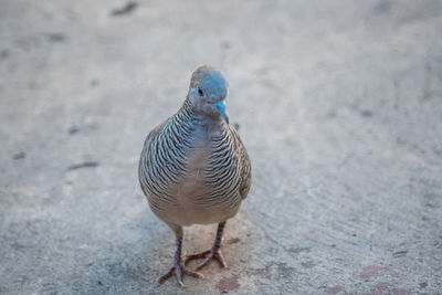 Close-up of a bird