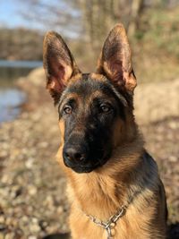 Portrait of dog sticking out tongue on land