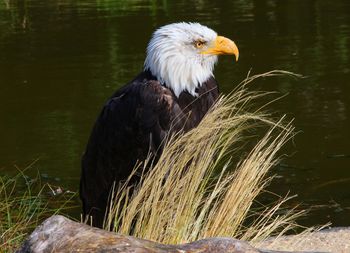 Bird perching on a lake