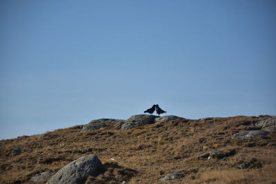 Low angle view of a bird on rock