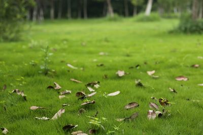 Close-up of sunlight falling on grassy field