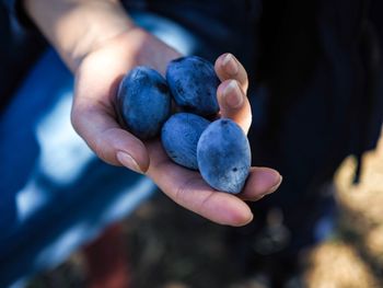 Close-up of person hand holding grapes