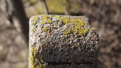 Close-up of lichen on rock