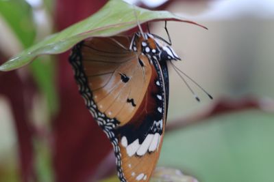 Close-up of butterfly on leaf