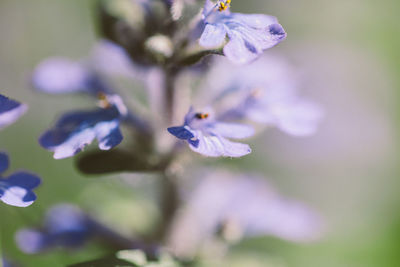 Close-up of purple flowering plant