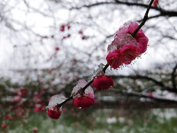 Close-up of red berries on tree during winter