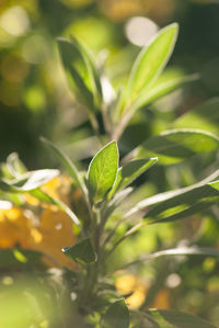 Close-up of fresh green leaves