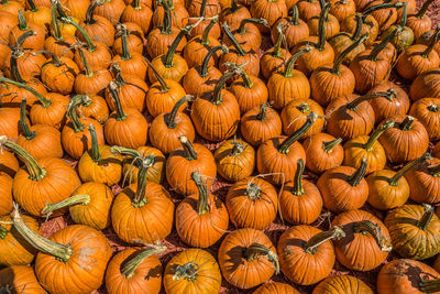 Full frame shot of pumpkin for sale at market stall