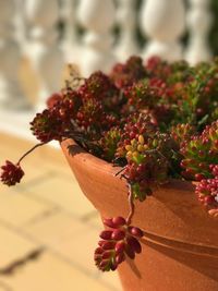 Close-up of red flowers growing on tree