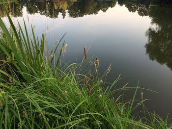 Scenic view of lake