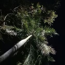 Close-up of plant against black background