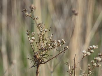 Close-up of flowering plant on field