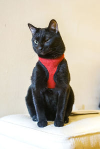 Portrait of black cat sitting at home