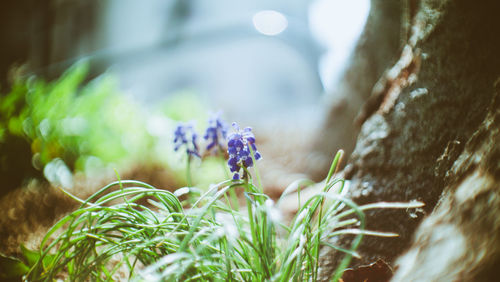 Close-up of purple flowering plant