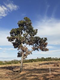 Tree on field against sky