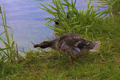 Duck in a lake