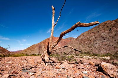 Dead plant on rock formation against sky