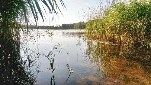 Reflection of trees in lake