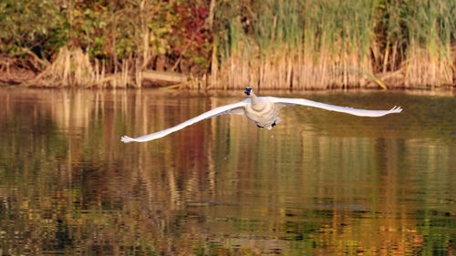 Bird flying over lake