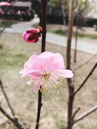 Close-up of pink flower