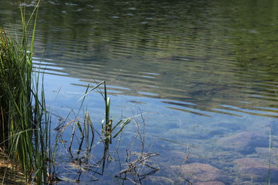 Reflection of plants in lake