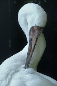 Close-up of a bird