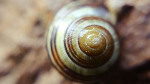 Close-up of snail