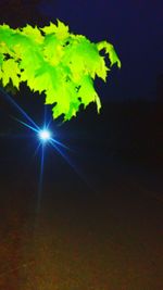 View of leaves at night