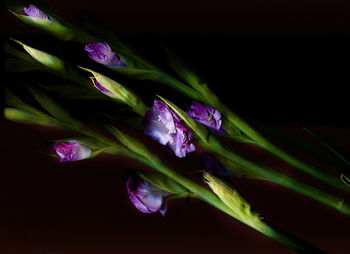 Close-up of purple flowers