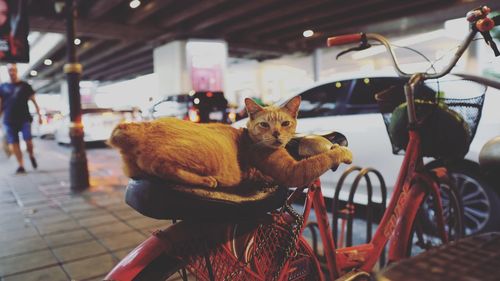 Cat sitting on bicycle